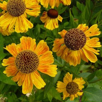 Helenium 'Windley'