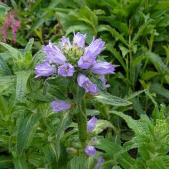 Campanula cervicaria