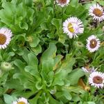 Erigeron glaucus - Fijnstraal