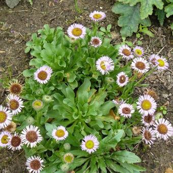 Erigeron glaucus