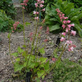 X Heucherella alba 'Bridget Bloom'