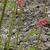 X Heucherella alba 'Bridget Bloom'