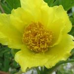 Paeonia lutea var. ludlowii - Boompioen