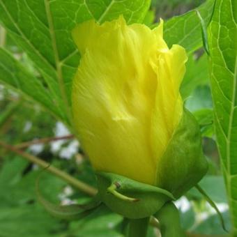 Paeonia lutea var. ludlowii