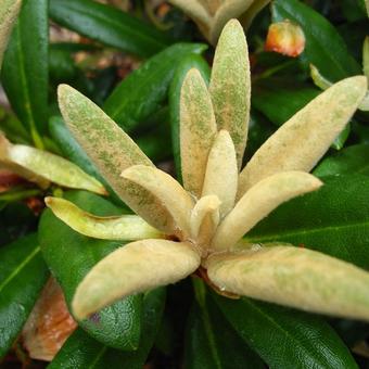 Rhododendron yakushimanum