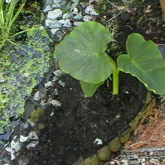 Colocasia esculenta