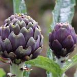 Cynara scolymus 'Gros Vert de Laon' - Artisjok