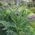 Cynara scolymus 'Gros Vert de Laon'