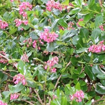 Escallonia rubra var. macrantha