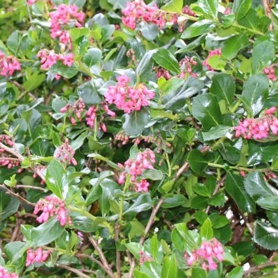 Escallonia - Escallonia rubra var. macrantha