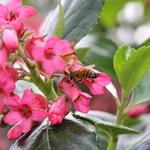 Escallonia rubra var. macrantha - Escallonia