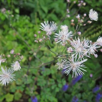 Thalictrum aquilegifolium 'Album'