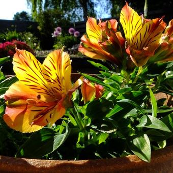 Alstroemeria