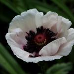 Papaver orientale 'Perry's White' - Papaver