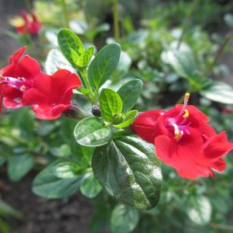 Salvia 'Royal Bumble'