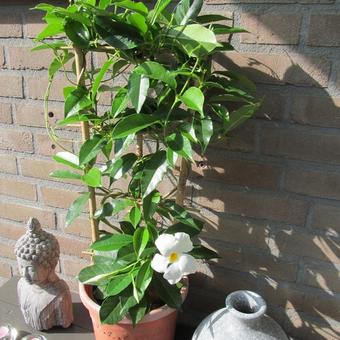 Mandevilla 'SUNDAVILLE White'