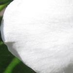 Mandevilla 'SUNDAVILLE White' - Mandevilla