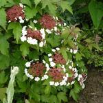 Viburnum sargentii 'Onondaga' - Sneeuwbal