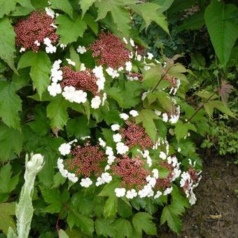 Viburnum sargentii 'Onondaga'