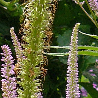 Virginische ereprijs - Veronicastrum virginicum 'Pink Glow'