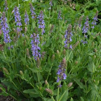 Salvia nemorosa 'Blauhügel'