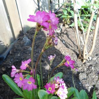 Primula rosea 'Grandiflora'