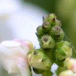 Diascia vigilis 'White' - Elfenspoor