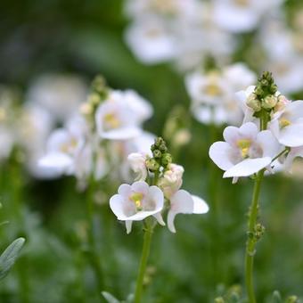 Diascia vigilis 'White'