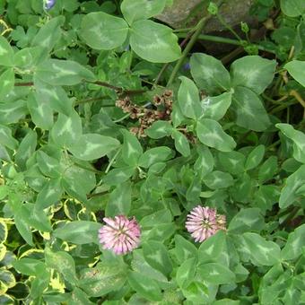 Trifolium pratense