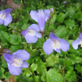 Mazus reptans