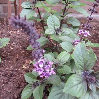 Ocimum basilicum 'Magic Mountain'