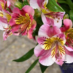 Alstroemeria 'PRINCESS Paola' - Incalelie