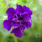 Petunia Tumbelina 'Belinda' - Hangpetunia