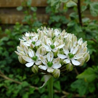 Allium nigrum