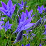 Triteleia laxa 'Corrina' - Triteleia