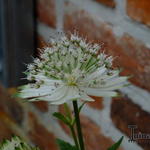 Astrantia major 'Star Of Royals' - Zeeuws knoopje