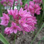 Allium oreophilum - Sierui