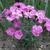 Dianthus gratianopolitanus 'Dinetta Pink'