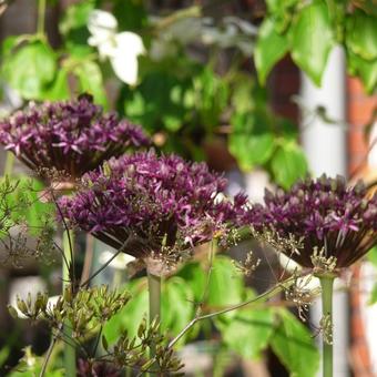 Allium atropurpureum