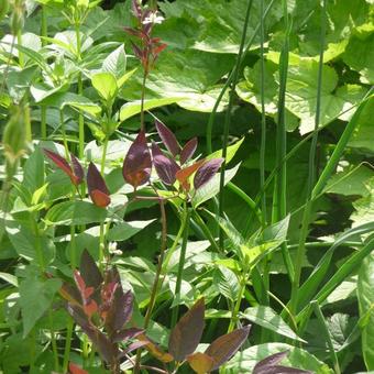 Clematis recta 'Velvet Night'