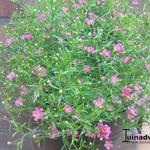 Gypsophila muralis 'Teeny Deep Rose' - Gipskruid