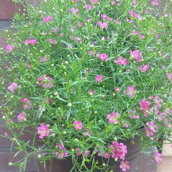 Gypsophila muralis 'Teeny Deep Rose'