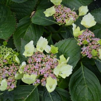 Hydrangea macrophylla 'Green Tonic'