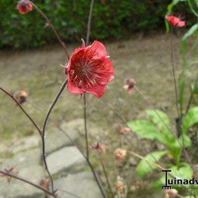 Nagelkruid - Geum rivale 'Flames of Passion'