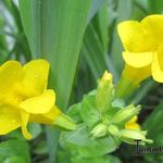 Mimulus guttatus  - Maskerbloem