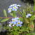 Myosotis palustris