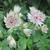 Astrantia major 'Shaggy'