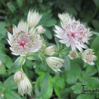 Zeeuws knoopje - Astrantia major 'Shaggy'