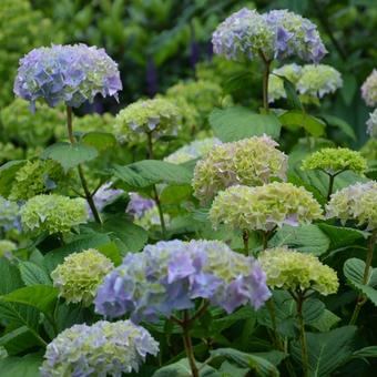 Hydrangea macrophylla  'Bouquet Rose'