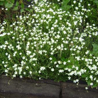 Dianthus deltoides 'Albiflorus'